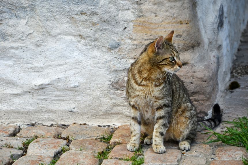 Haustiere